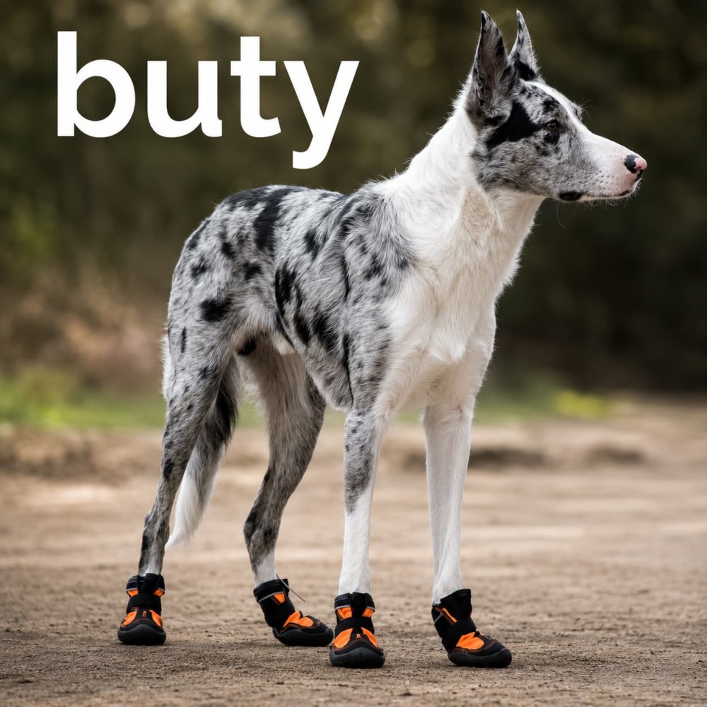 buty dla psa