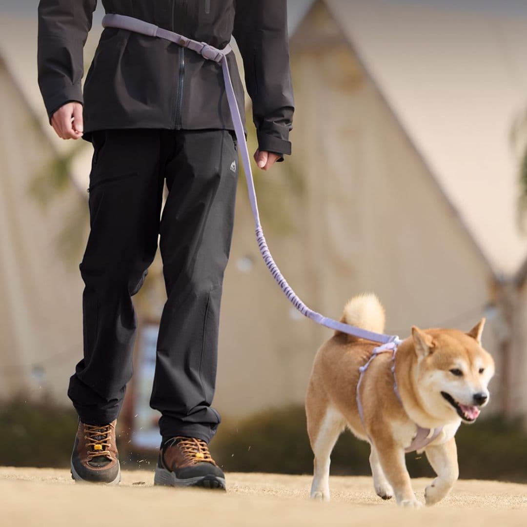 pies rasy shiba inu prowadzony na regulowanej smyczy linkowej DAQQAB Alpine Cord, opiekun z pasem biodrowym