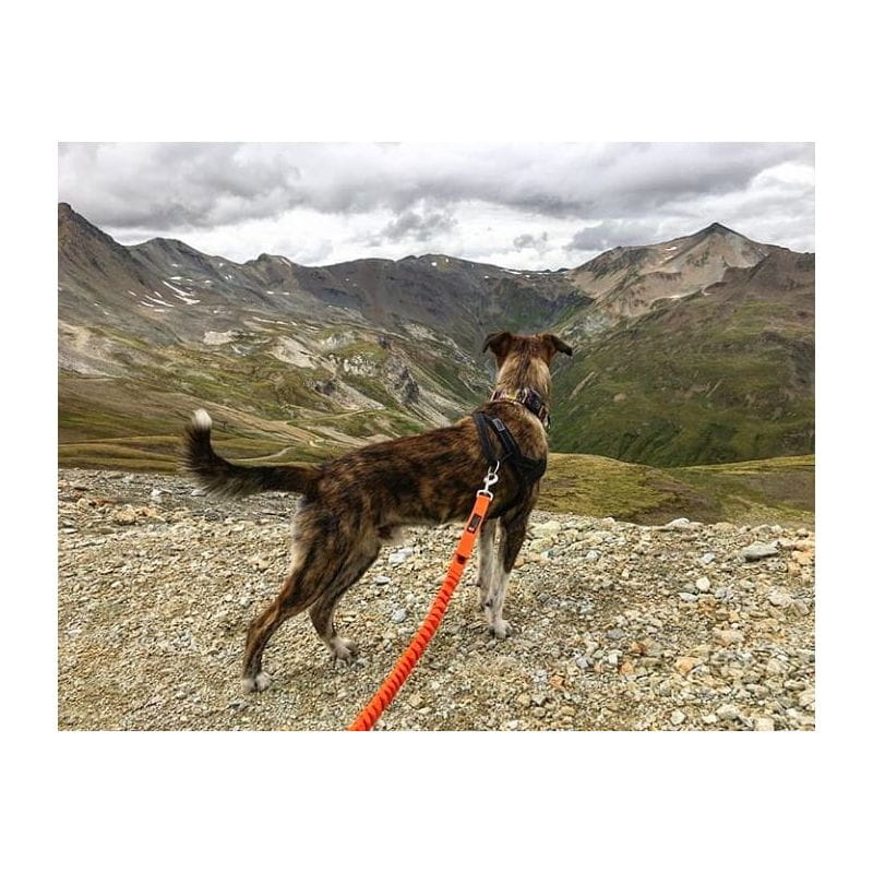 smycz do biegania z psem JoQu Two Runners