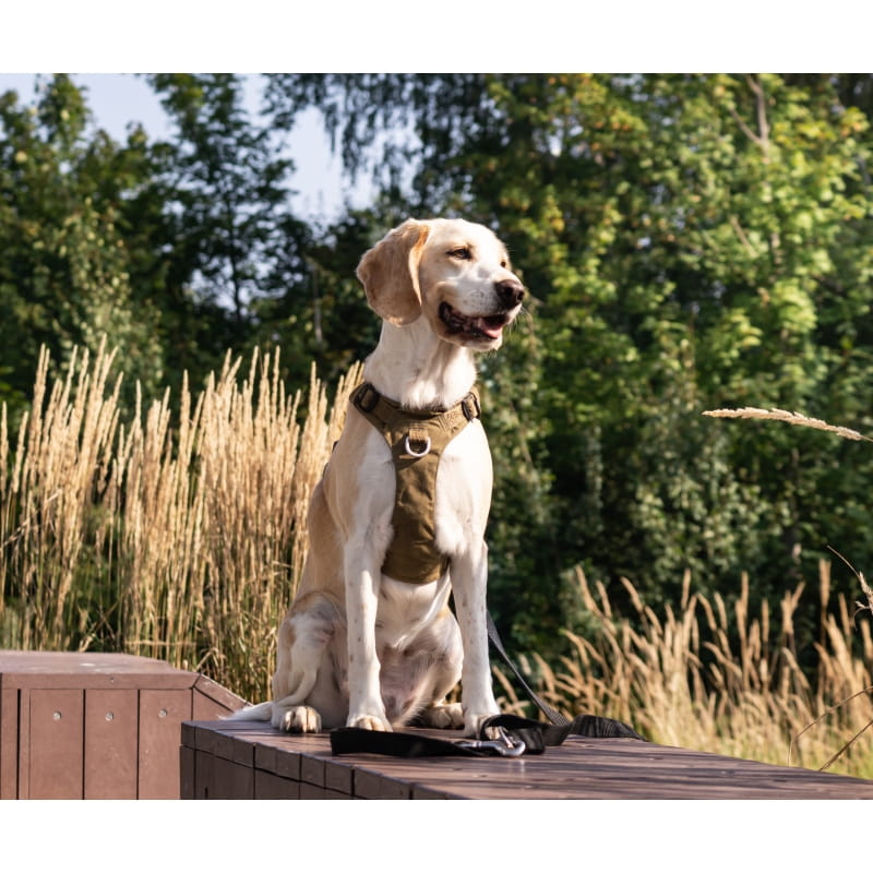 Szelki Truelove Adventure Dog khaki — odblaskowe taśmy 3M Scotchlite i odpinany przód przy szyi psa w terenie