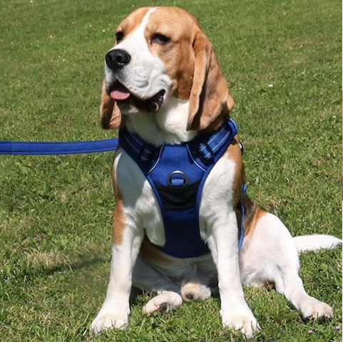 szelki easy walk dla beagle - przedni D-ring kontrolujący nagłe zrywanie się za zapachem lub tropem