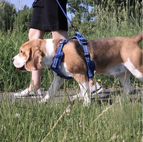 beagle w szelkach guard - dopasowanie do krępej budowy z szeroką klatką piersiową i krótką szyją