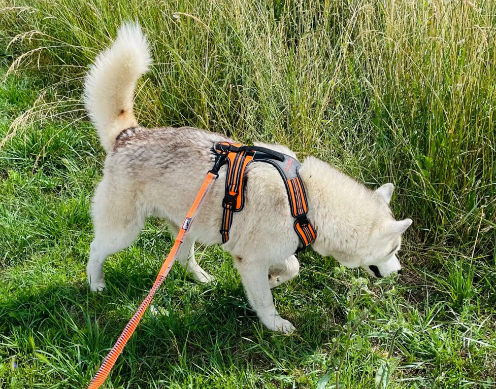husky w szelkach guard z szerokimi wyściełanymi pasami - rekomendowana konstrukcja przy silnym instynkcie ciągnięcia tej rasy