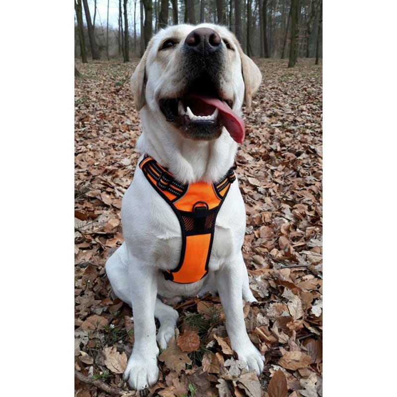 szelki easy walk dla labradora - przedni D-ring ograniczający ciągnięcie do interesującego zapachu lub innego psa