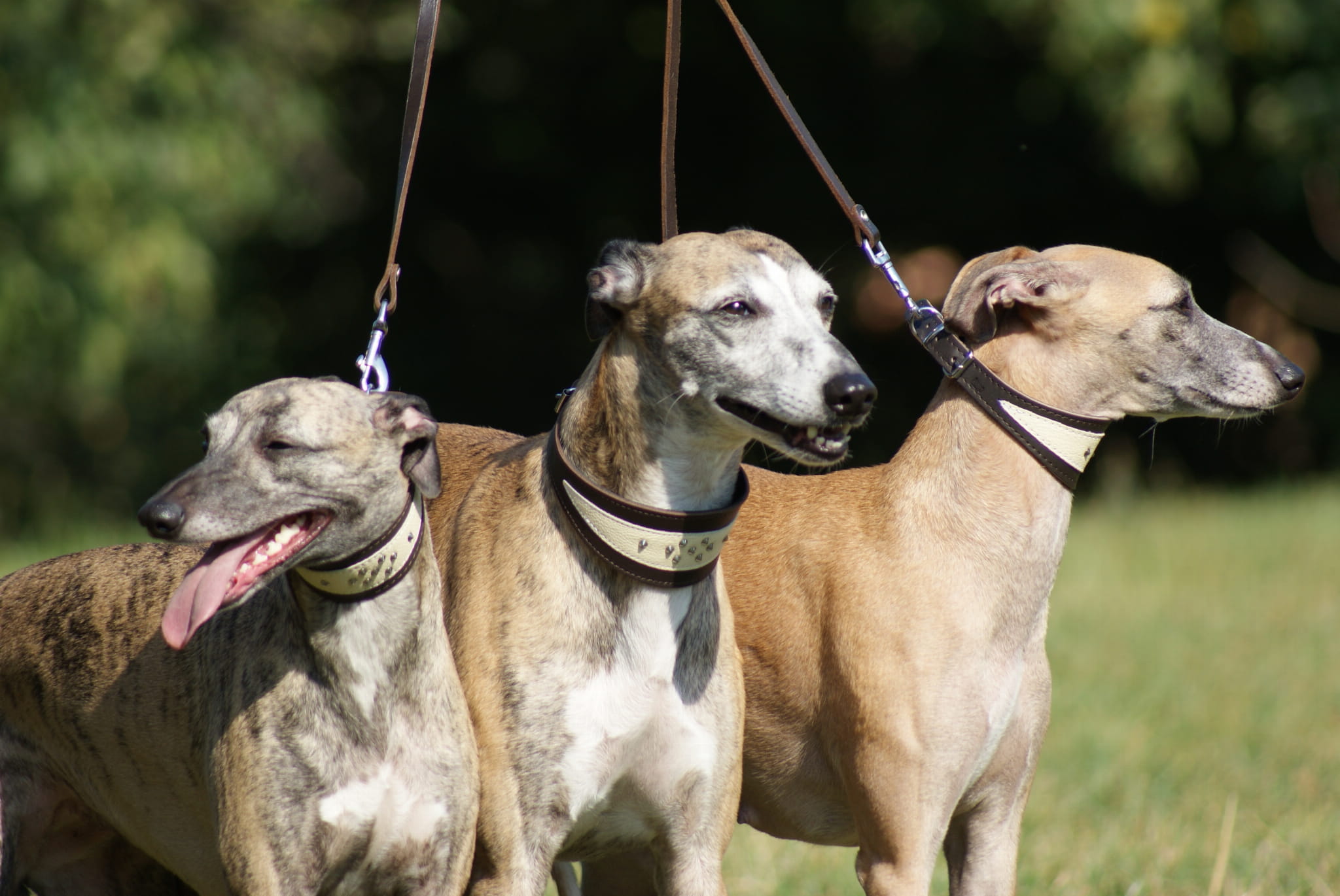Obroże skórzane Dingo dla psa — naturalna skóra z garbunkiem roślinnym, ręczne szyci