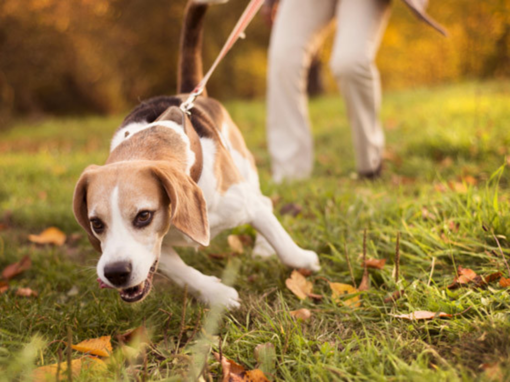 jaka smycz dla psa który ciągnie