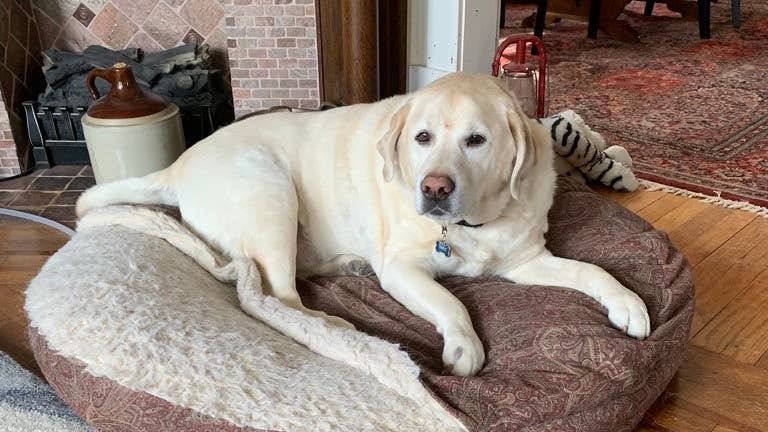 Starszy pies labrador wstający rano ze swojego legowiska - widoczna sztywność stawów u psa seniora