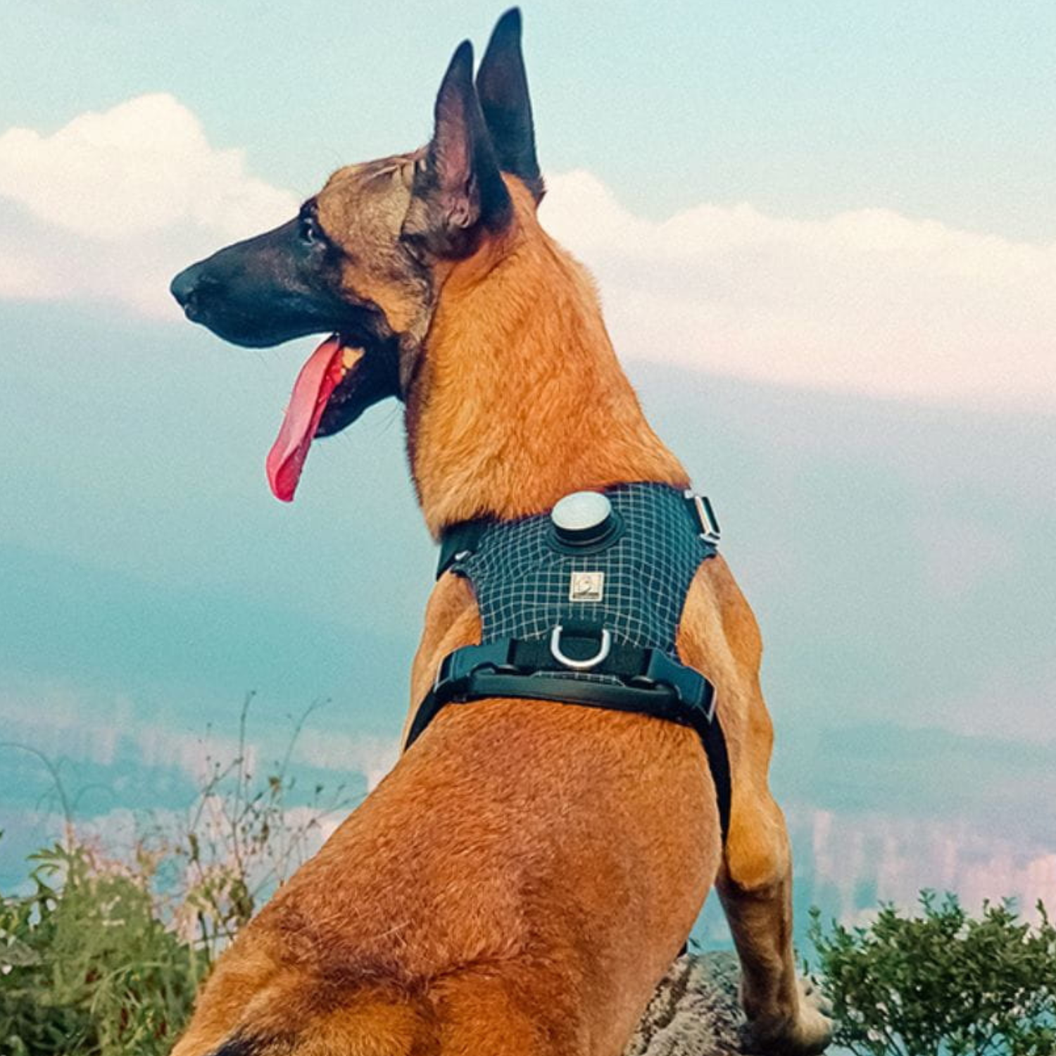 szelki guard easy walk z lampką LED Truelove Lumen — kieszonka na lampkę i odblaski dla bezpieczeństwa nocą