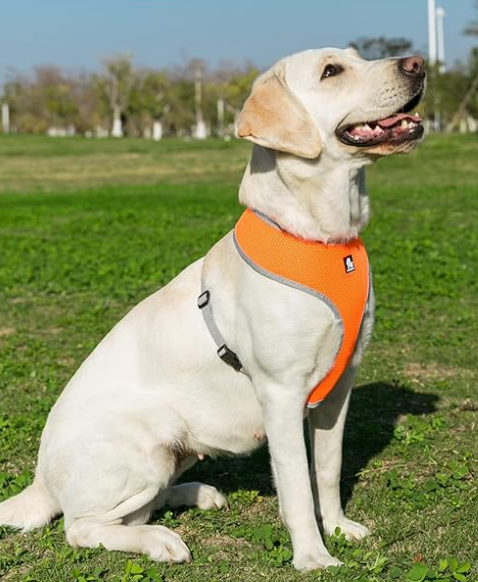 szczeniak labrador w lekkich szelkach guard - dobór sprzętu uwzględniający szybki wzrost i ryzyko dysplazji