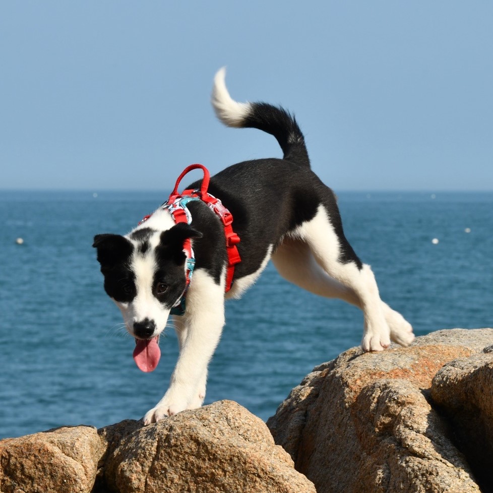 szczeniak border collie w lekkich szelkach guard z regulacją - dobór rozmiaru dla szybko rosnącego psa