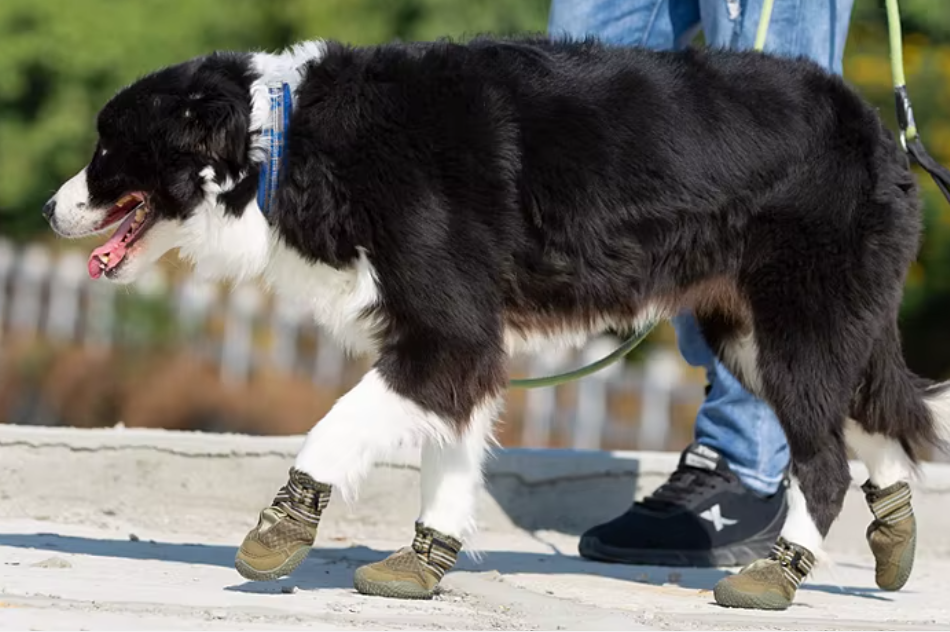 But dla psa Winhyepet Army khaki