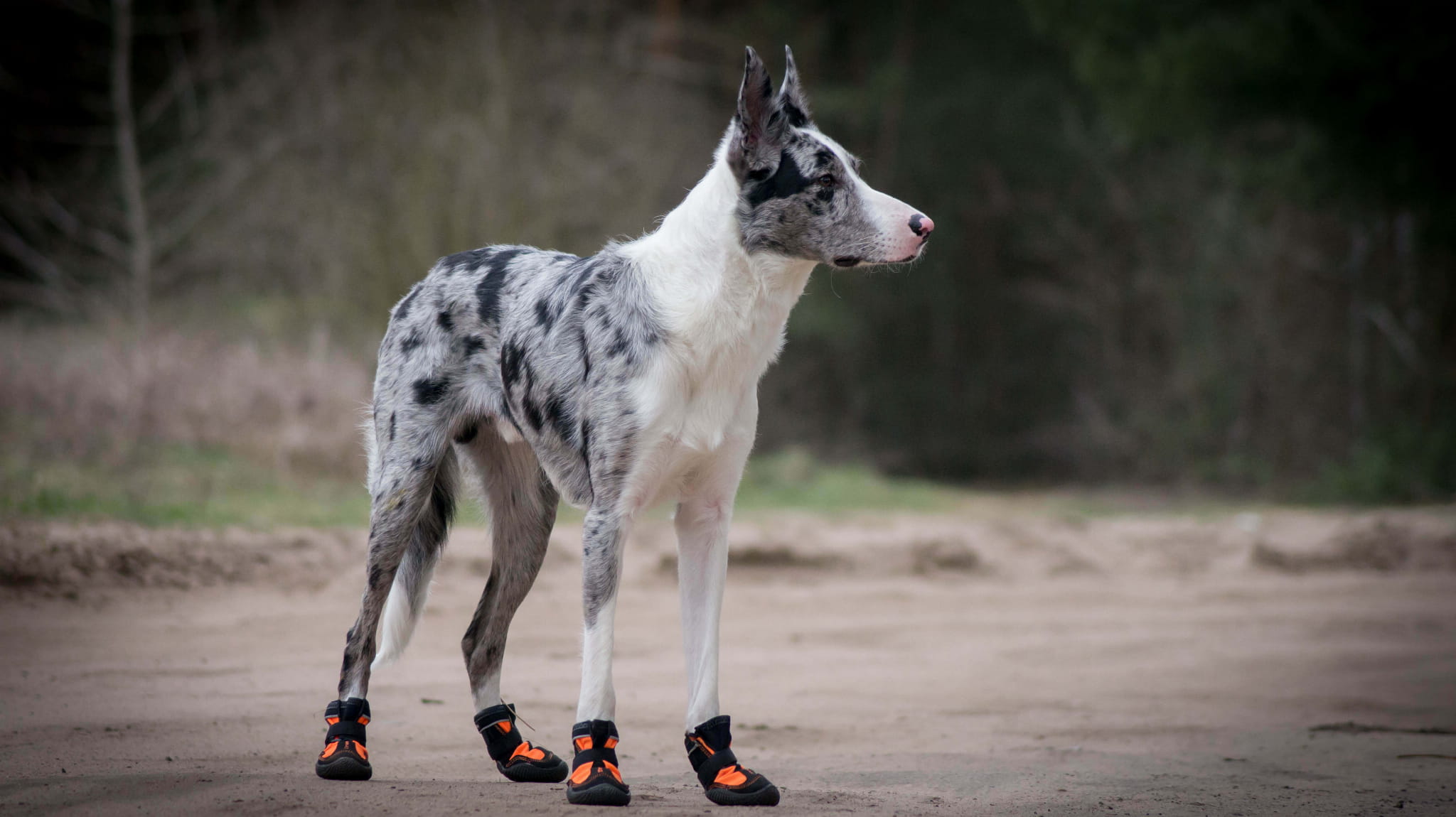 Buty dla psa Truelove Long Distance w kolorach pomarańczowym i limonkowym, 2 sztuki w zestawie