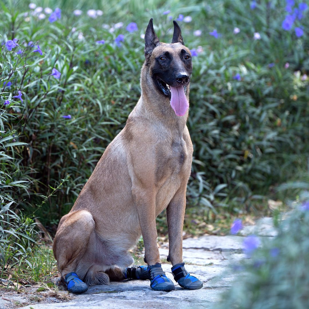 buty trekkingowe dla psa Truelove, cztery buty na łapy psa do terenu i górskich szlaków