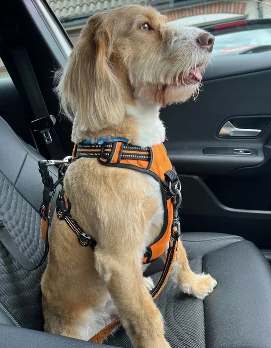 szelki Truelove Front Line Premium pomarańczowe, uchwyt na grzbiecie do kontroli psa