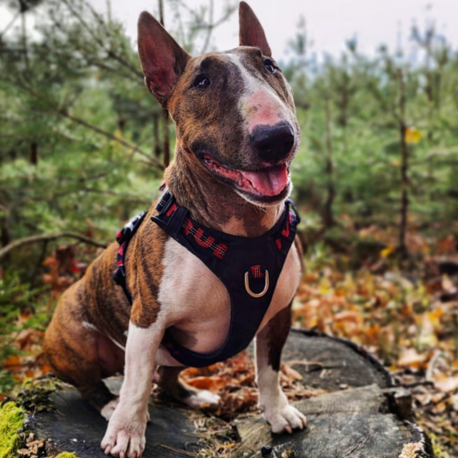 szelki Truelove Adventure Soft Easy Walk, lekkie wodoodporne szelki dla aktywnego psa który ciągnie