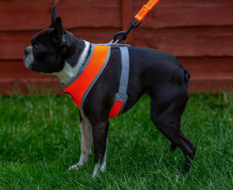 bezuciskowe szelki Truelove Puppy pomarańczowe dla szczeniaka, konstrukcja guard bez obciążenia szyi