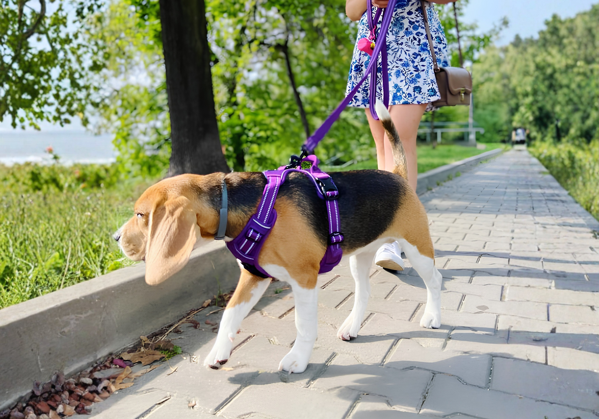 Jakie szelki dla beagle wybrać? Rozmiar i model [2026]