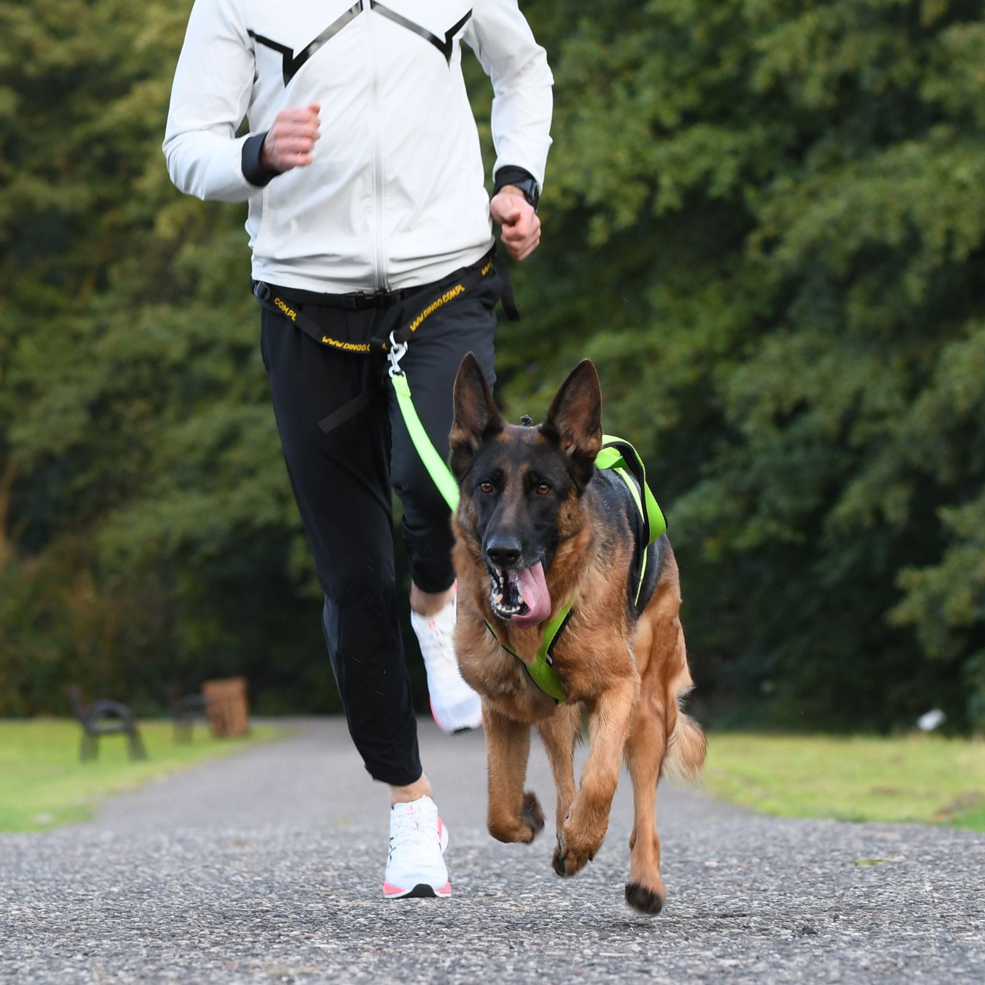 Jaki pas do biegania z psem wybrać? Canicross, jogging i dogtrekking